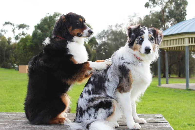 animal assisted therapy